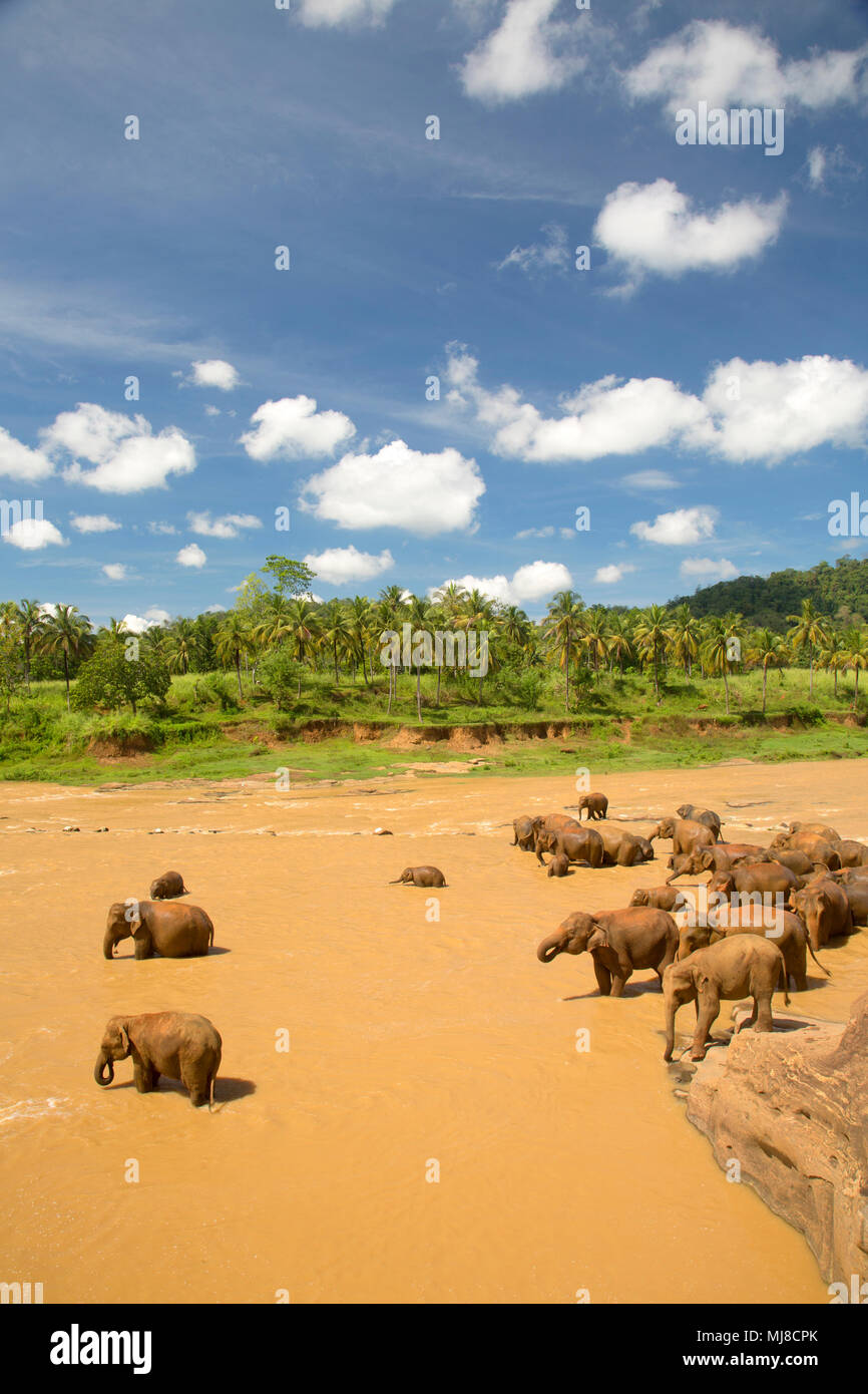 High angle view of herd of African Elephants in a river. Stock Photo