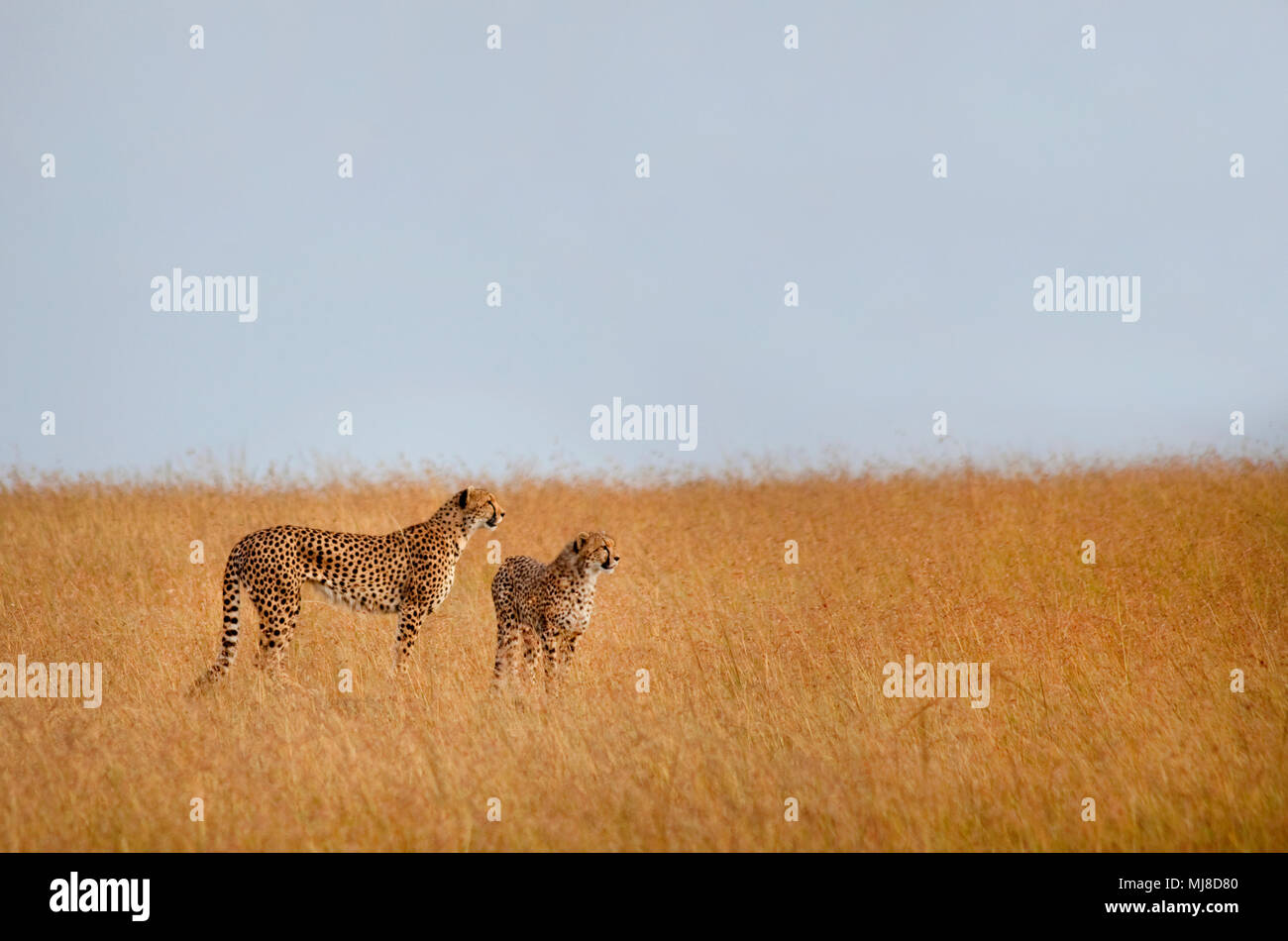 Two cheetahs standing in the African Savanna. Stock Photo