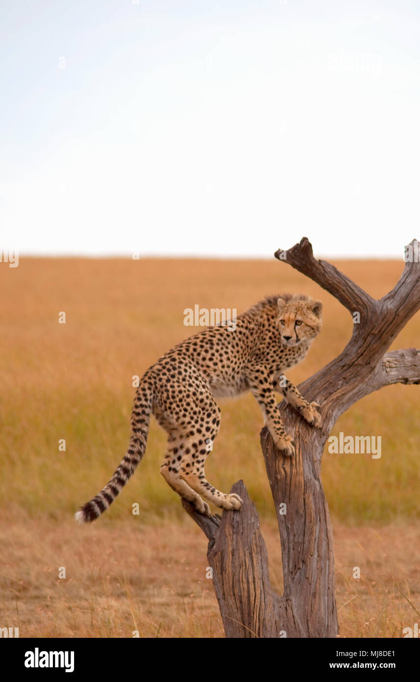 Cheetah climbing a tree in the African Savanna. Stock Photo