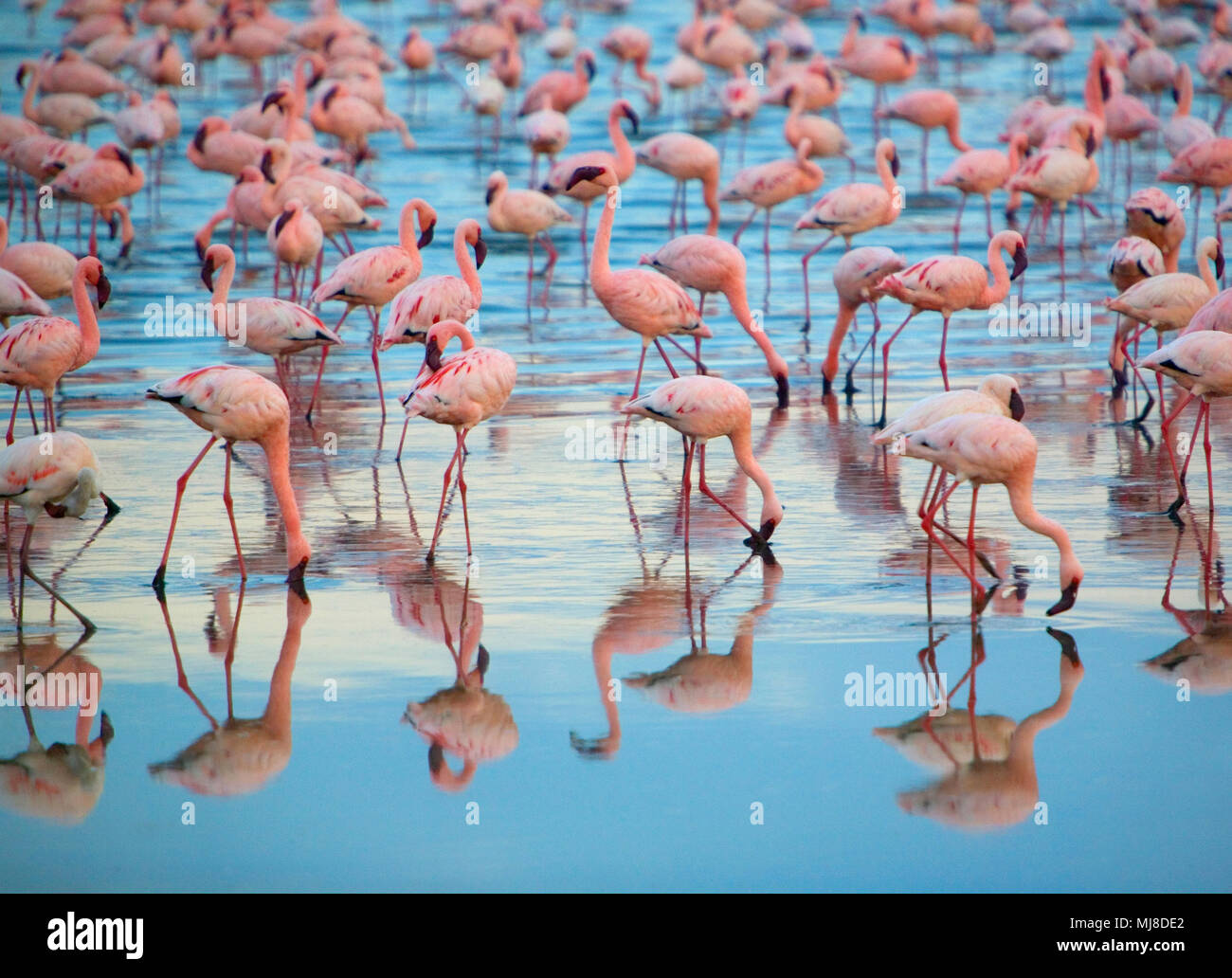 Reflection of large flock of pink flamingos standing in a lake Stock ...