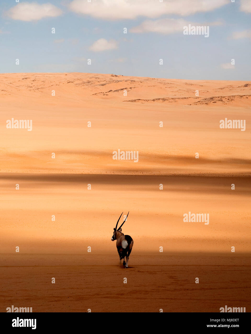 Rear view of oryx standing in the African desert. Stock Photo
