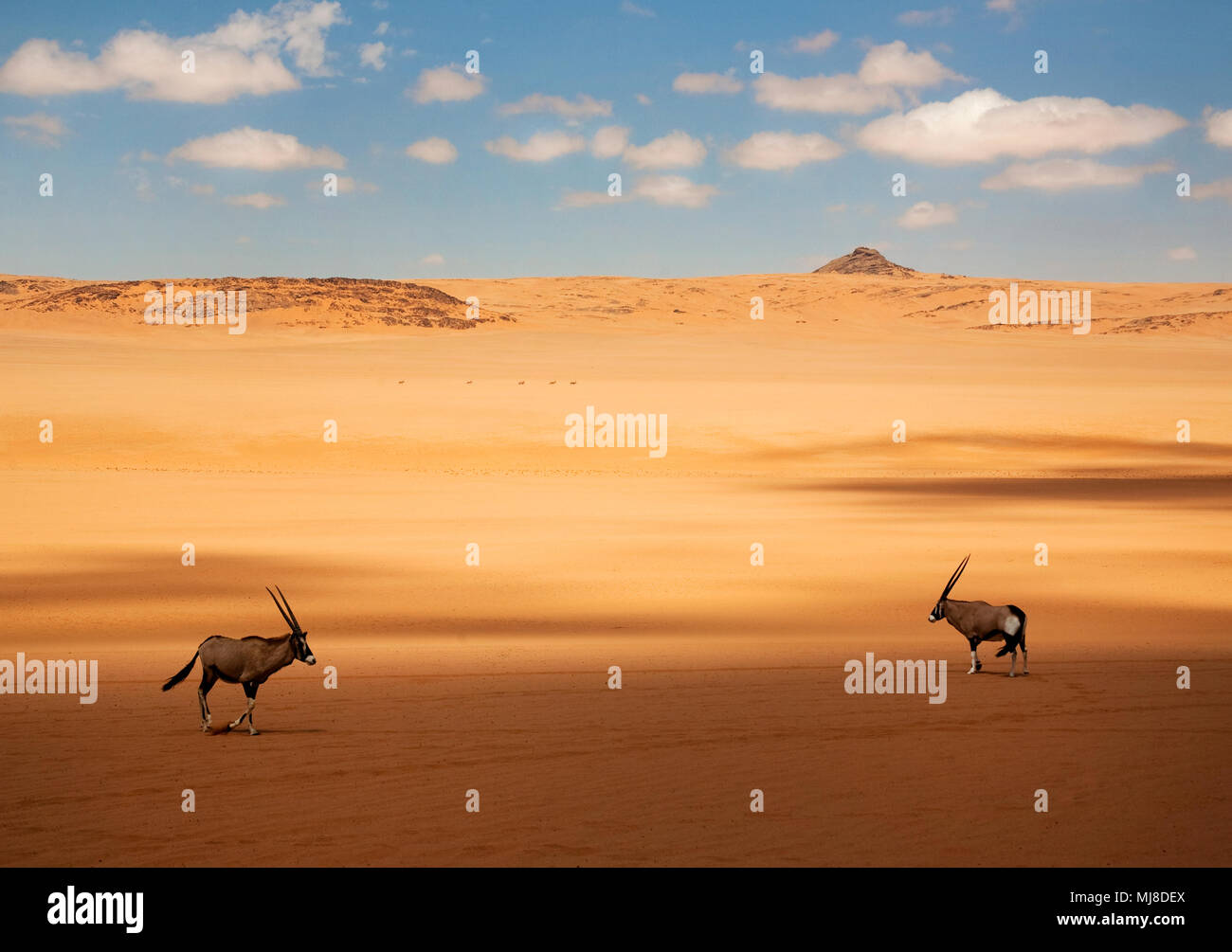Two oryx standing in the African desert. Stock Photo