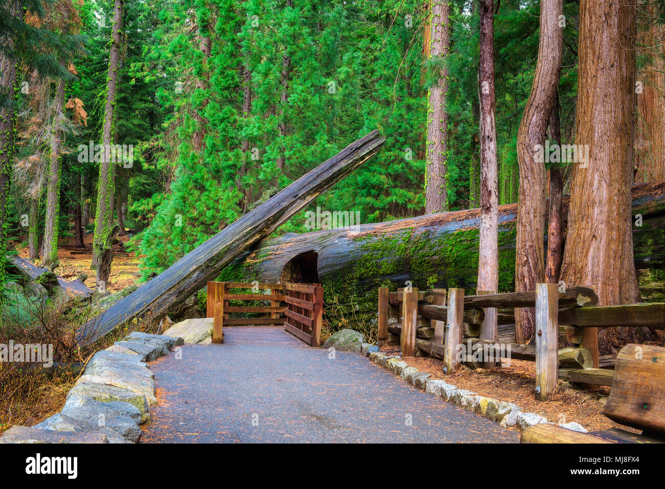 Walking trail in Sequoia National Park, California Stock Photo