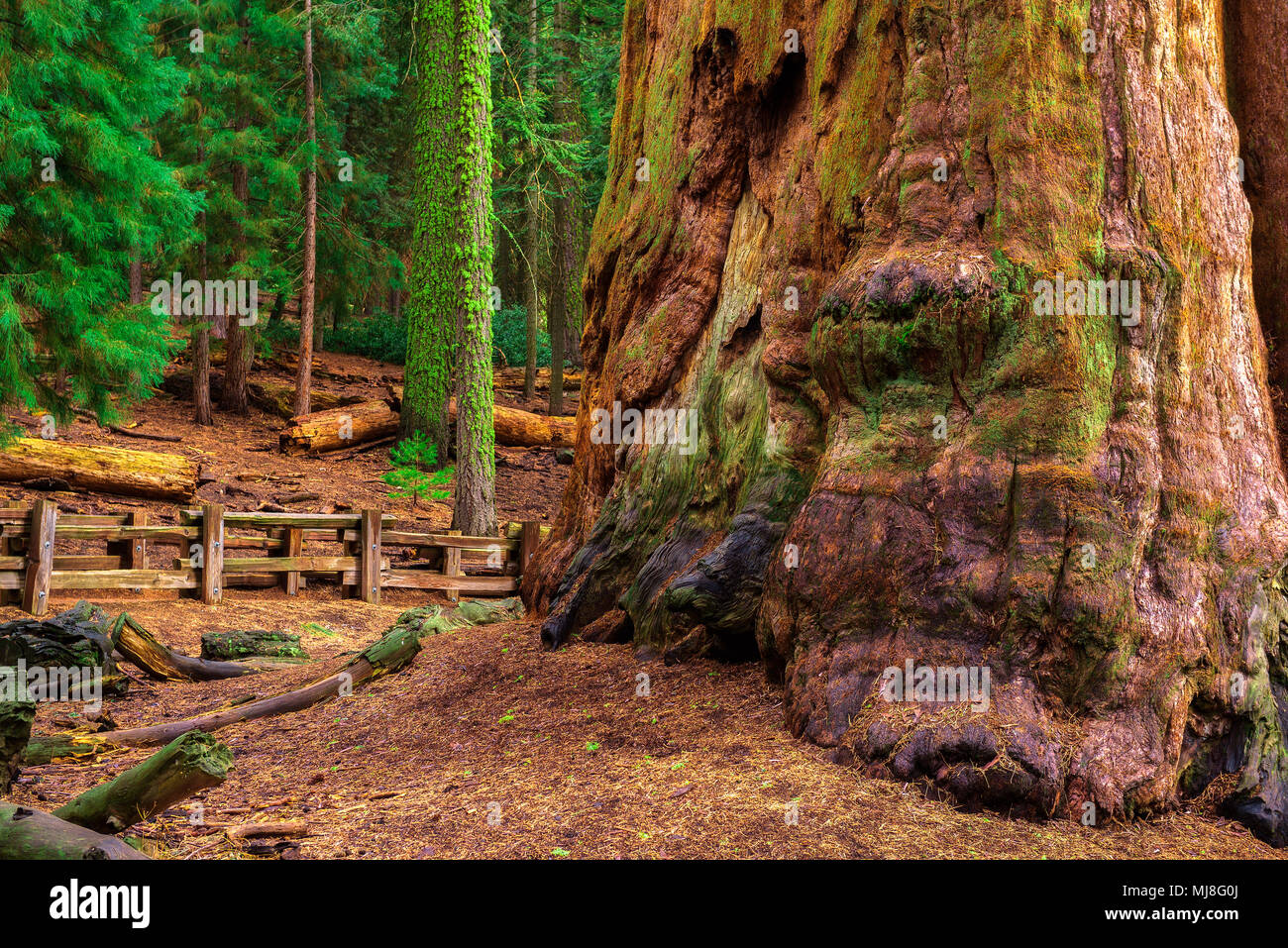 Ancient General Sherman Tree in Sequoia National Park Stock Photo