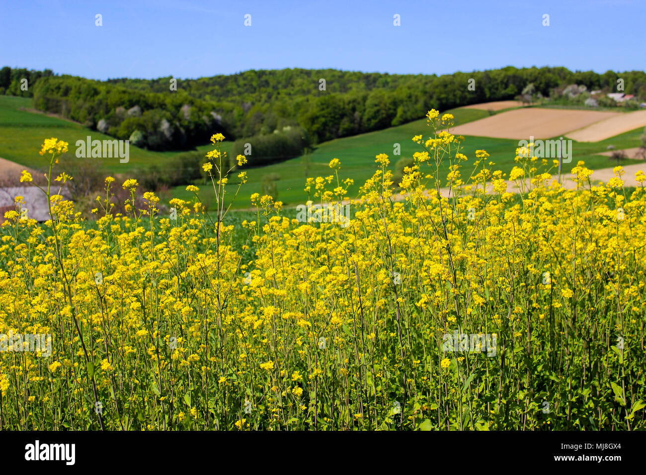 Yellow flowers with grass and plowed field in background Stock Photo ...