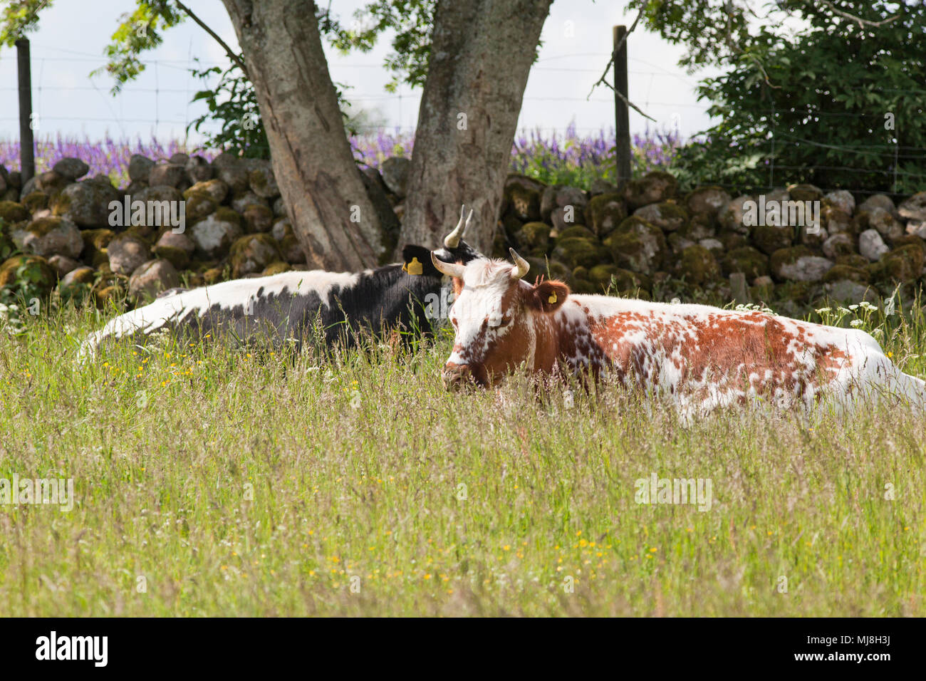 Cows Graze Lying On A Meadow Stock Photo Alamy