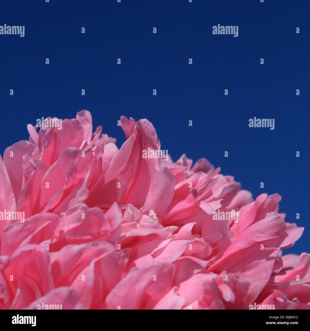 pink peony closeup Stock Photo