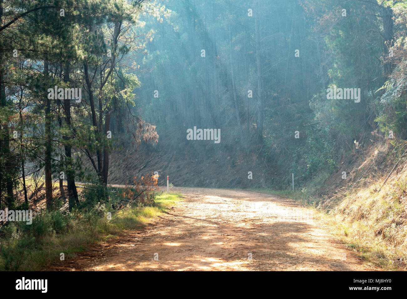 Sun rays coming through the smoke Stock Photo
