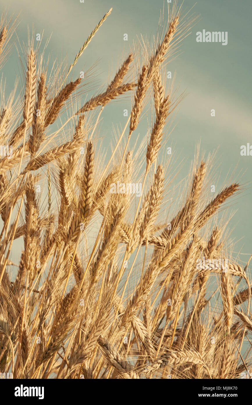 dry wheat ears Stock Photo