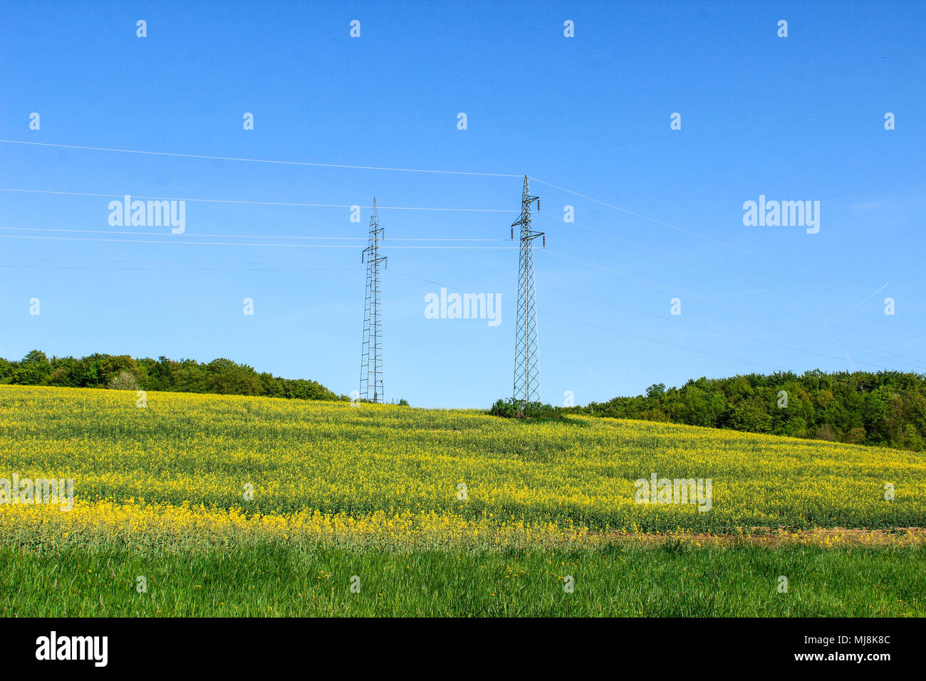 Powerline towers in a yellow flower field Stock Photo