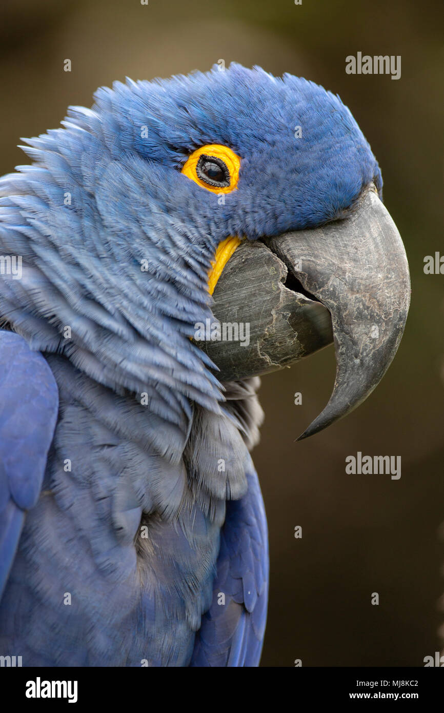 Lears Macaw (Anodorhynchus leari) Stock Photo