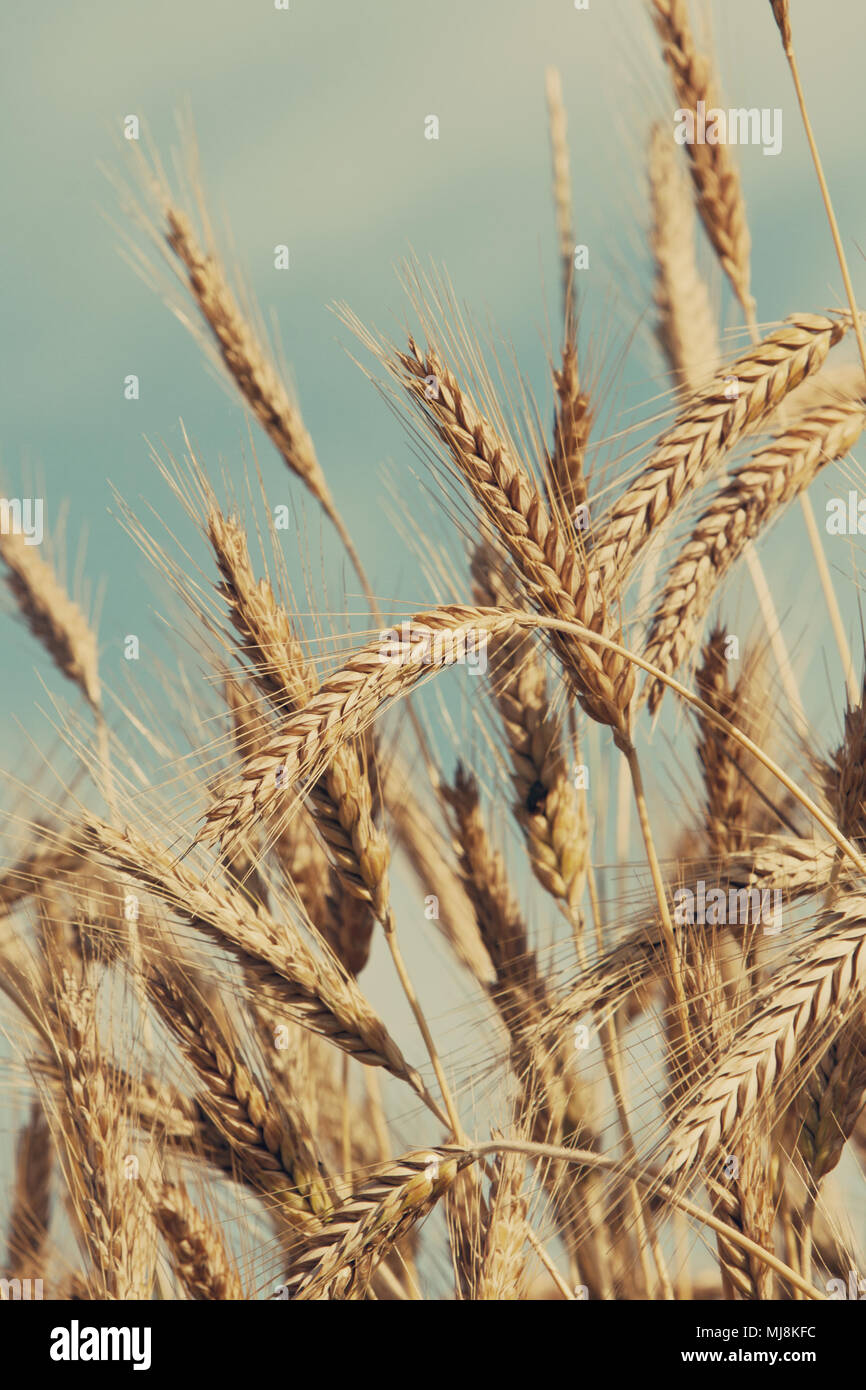dry wheat ears Stock Photo