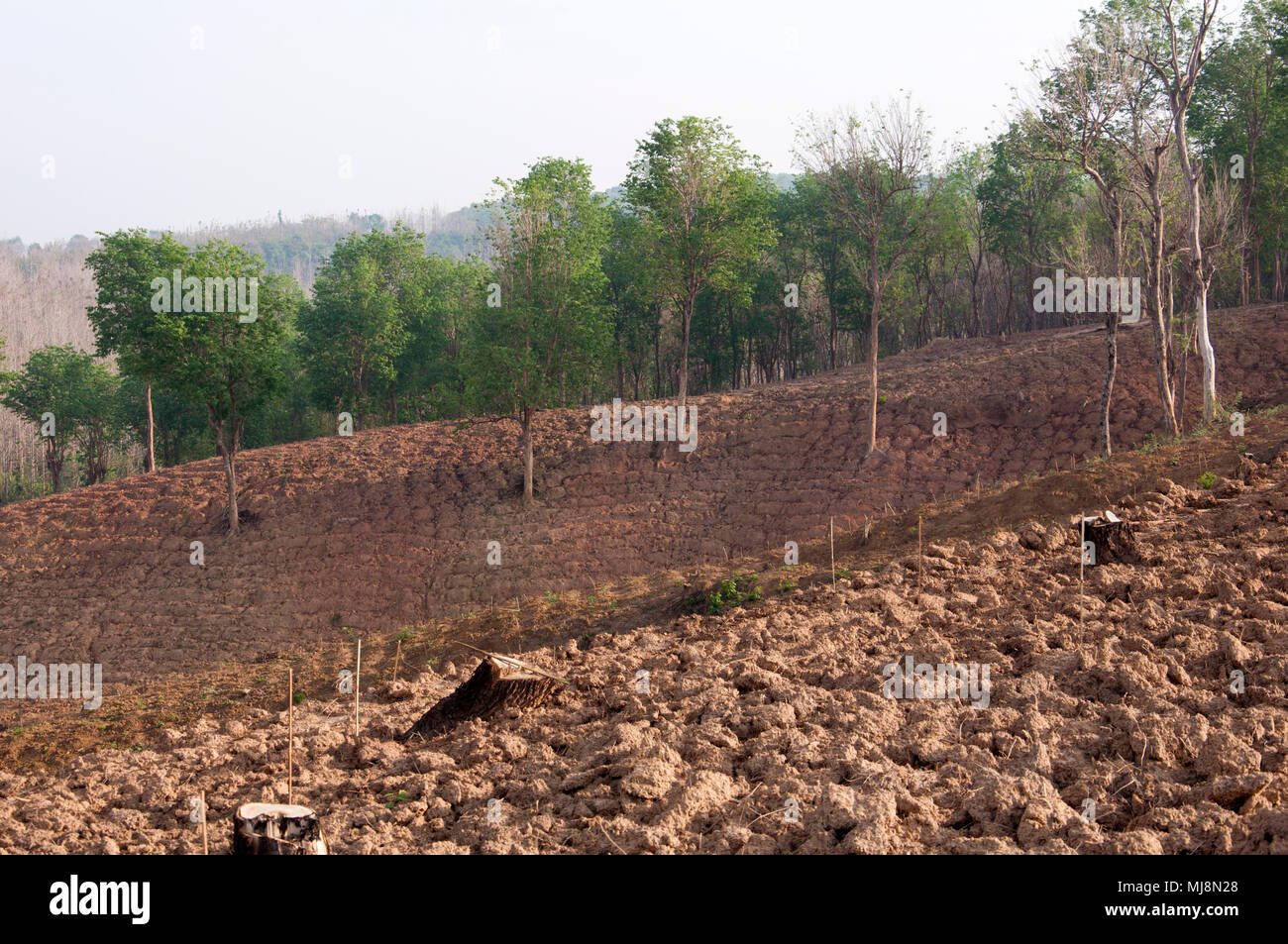 Deforestration Stock Photo