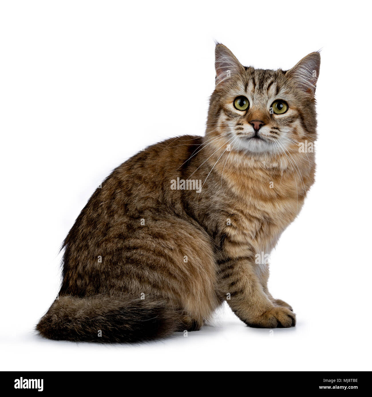 Pixie Bob cat kitten girl sitting side ways isolated on white