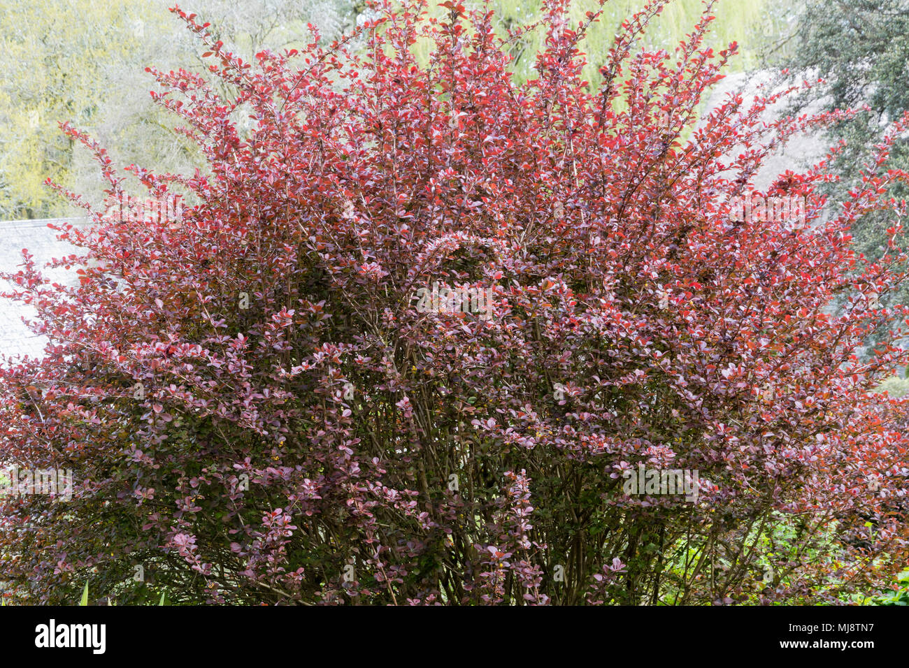 Red purple foliage of the hardy deciduous Purple barberry shrub, Berberis ottawensis f. purpurea 'Superba' Stock Photo