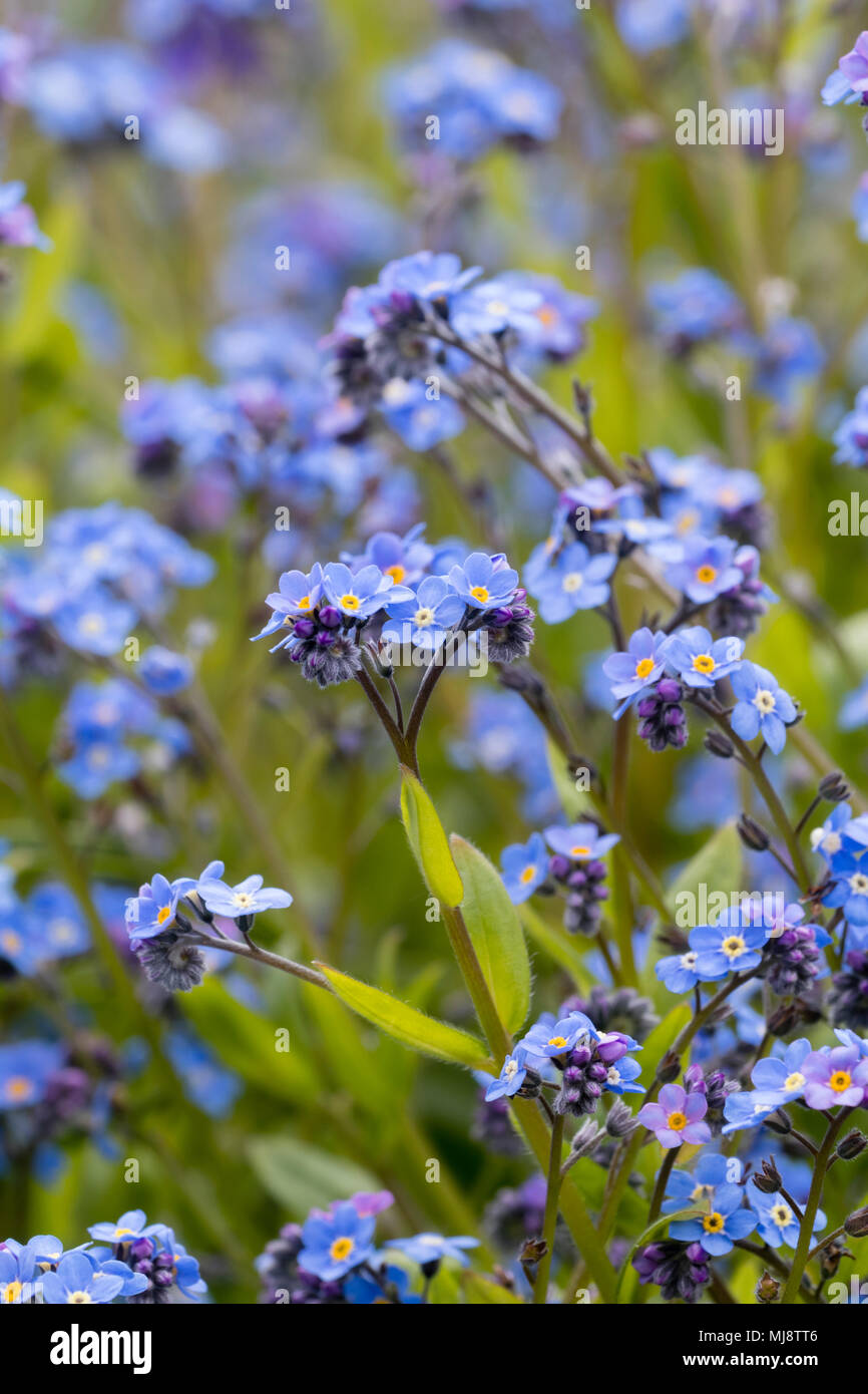 Arabic numeral 77, seventy seven, from blue forget-me-not flowers Stock  Photo - Alamy