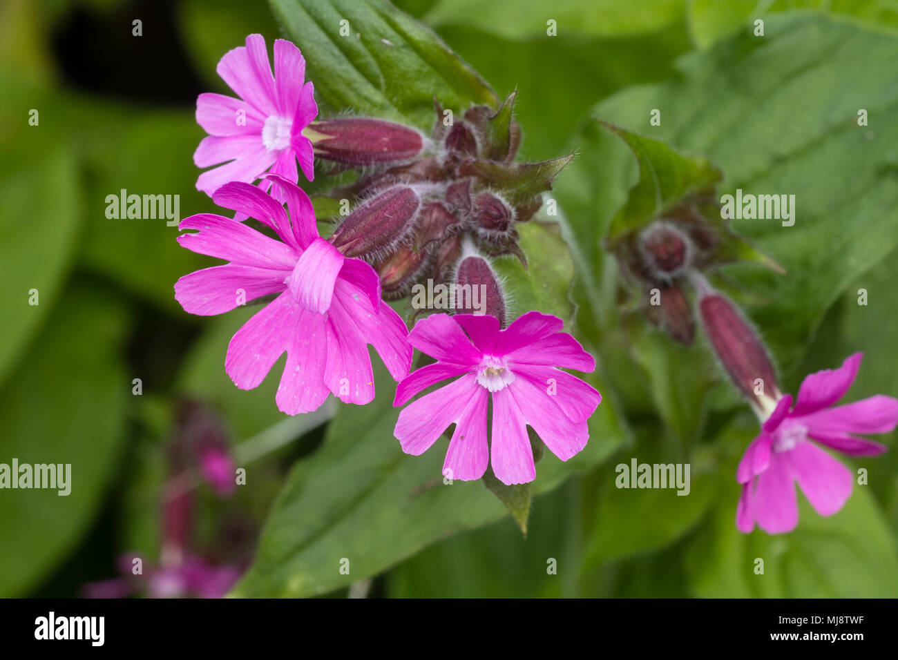 Flowers of the UK native wildflower and cottage garden flower, Red