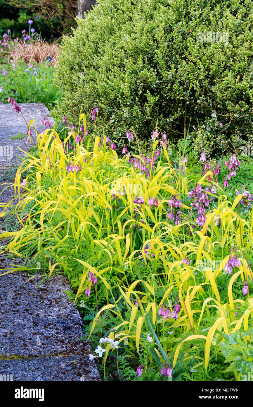 Bowle's golden grass, Milium effusum 'Aureum', mingles with Dicentra formosa in front of a clipped ball of the variegated box, Buxus sempervirens 'Aur Stock Photo