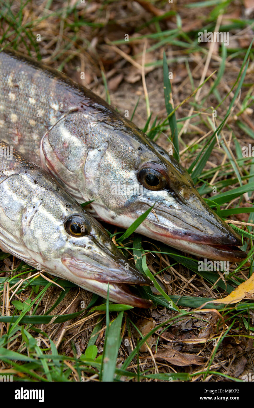 Northern pike fish grass fishing hi-res stock photography and images - Alamy