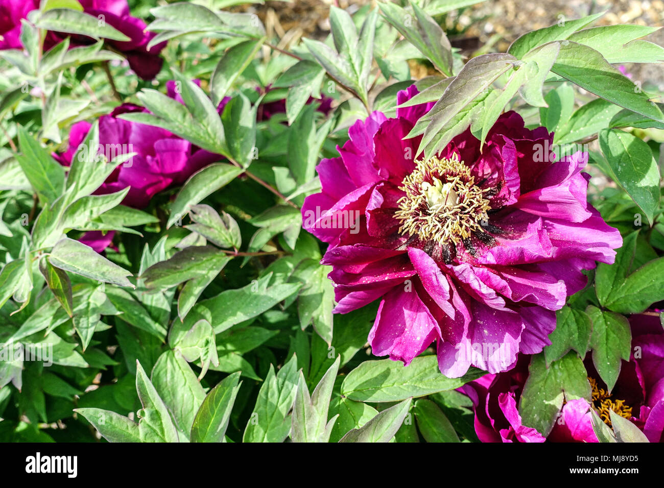 Paeonia suffruticosa ' Cardinal Vaughan ' Tree Peony Violet Peonies Stock Photo