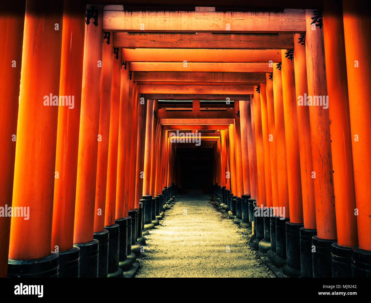 Orange Torii gates, Fushimi Inari shrine in Kyoto, Japan. The pillars