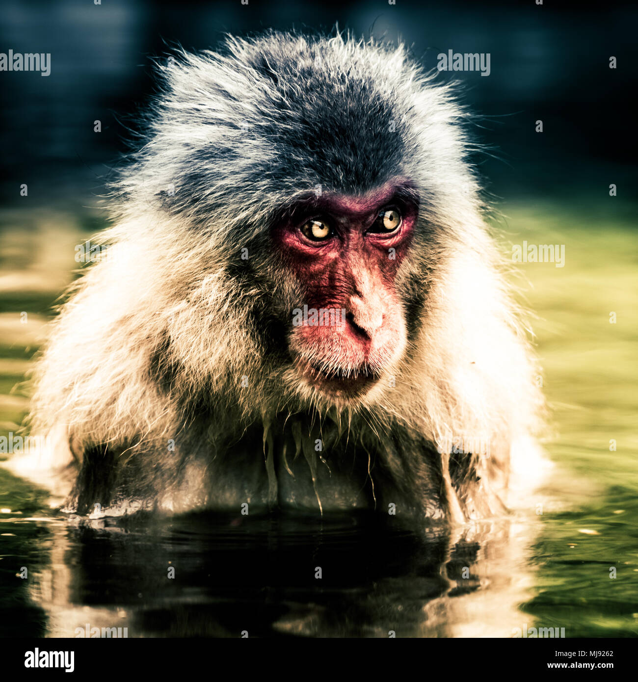 Japanese Macaque snow monkey taking a bath Stock Photo