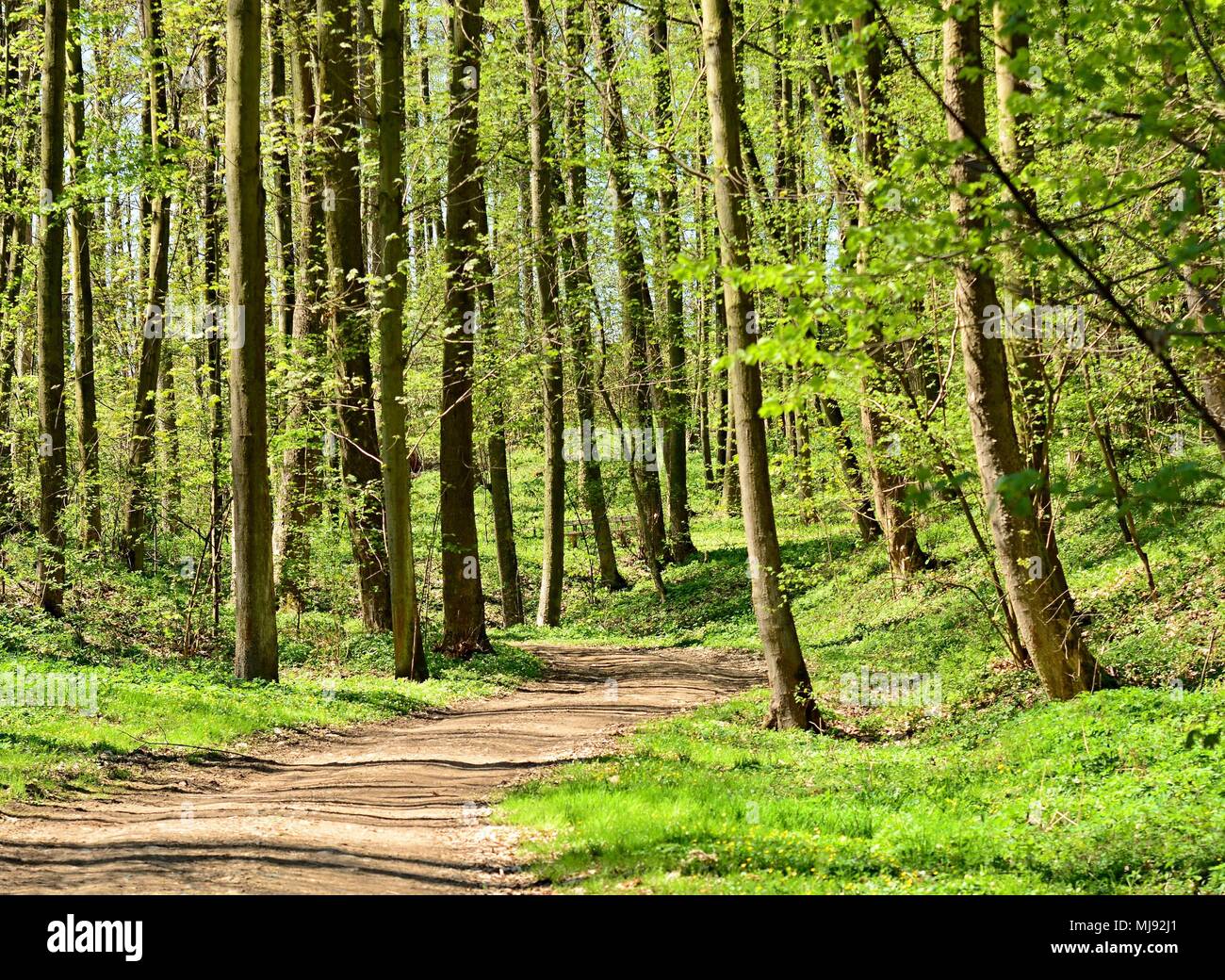 Garden path under trees hi-res stock photography and images - Alamy