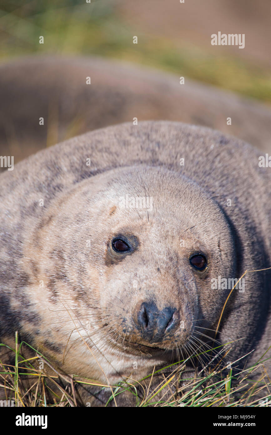 Donna Nook, Lincolnshire, UK – Nov 16 :A grey seal come ashore for birthing season lies in the sand dunes on 16 Nov 2016 at Donna Nook Seal Sanctuary Stock Photo