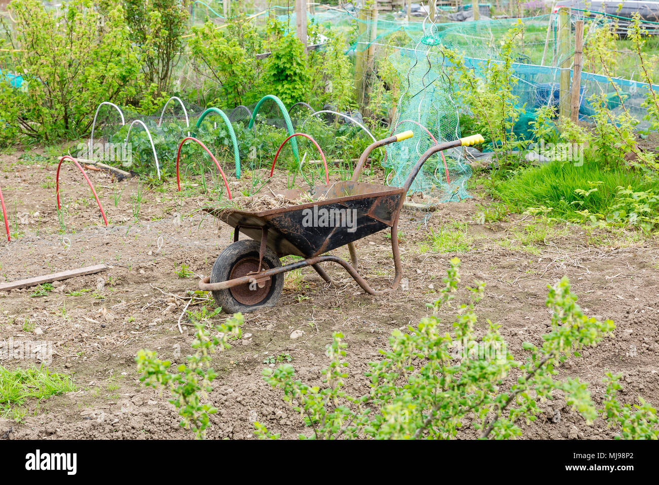 Wheelbarrow at the allotment plots at the field beside Wonderful Barn near Leixlip county Kildare Ireland rented for growing vegetables or flowers. Stock Photo