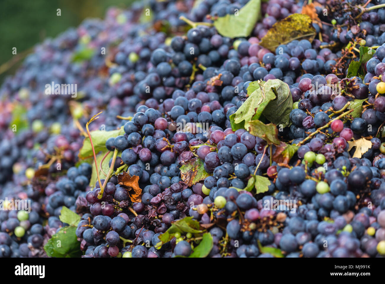 Brazil vine hi-res stock photography and images - Alamy
