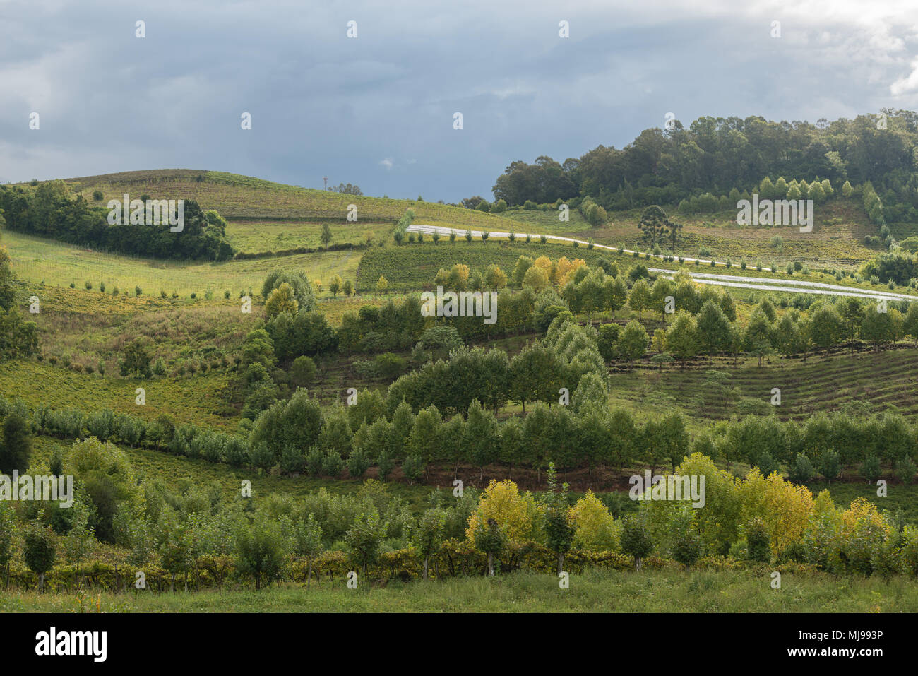 Growing wine in the hilly 'Vale dos Vinhedos', Rio Grande do Sul, Brazil, Latin America Stock Photo