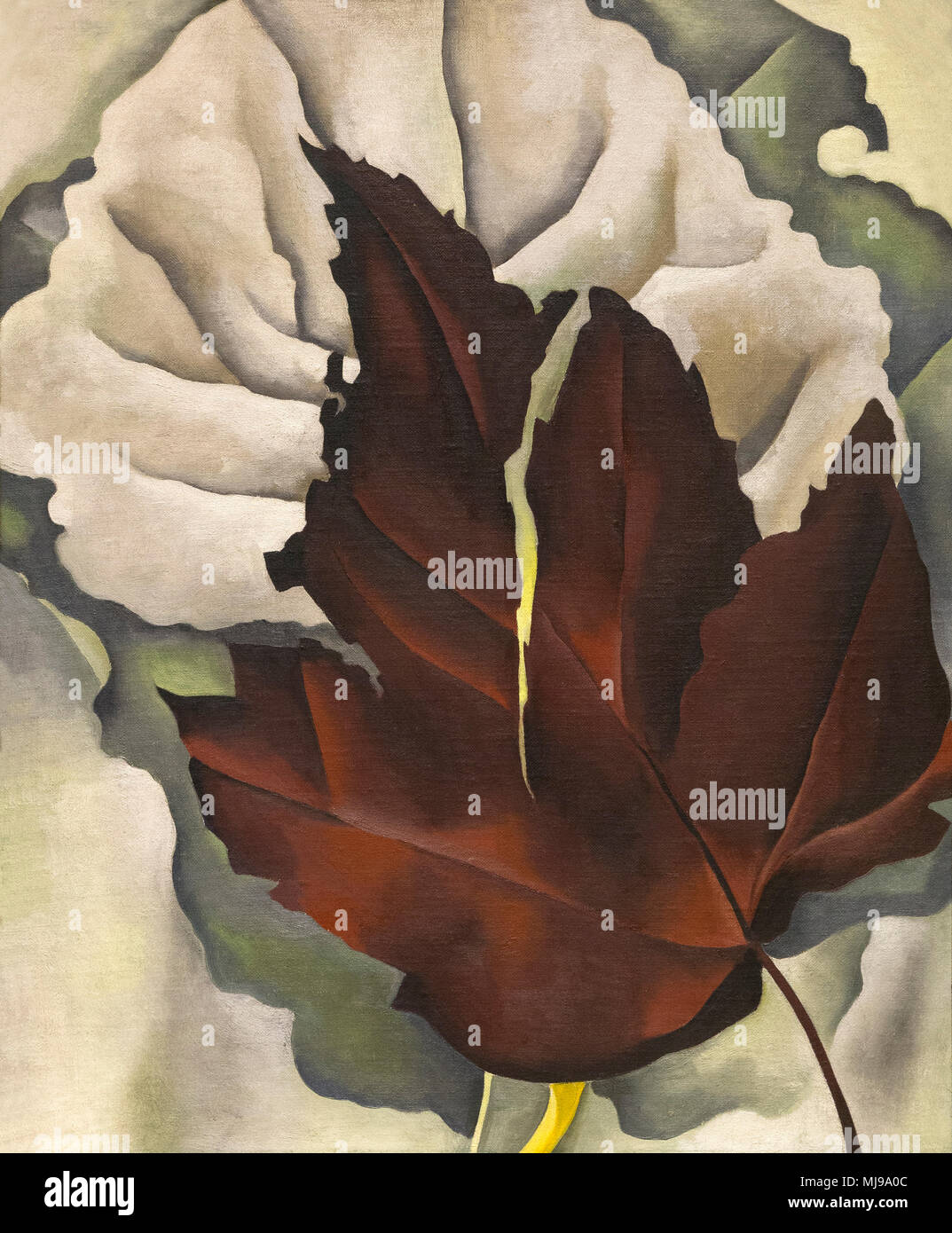 Pattern of Leaves, Georgia O'Keeffe, 1923, Phillips Collection, Washington DC, USA, North America Stock Photo