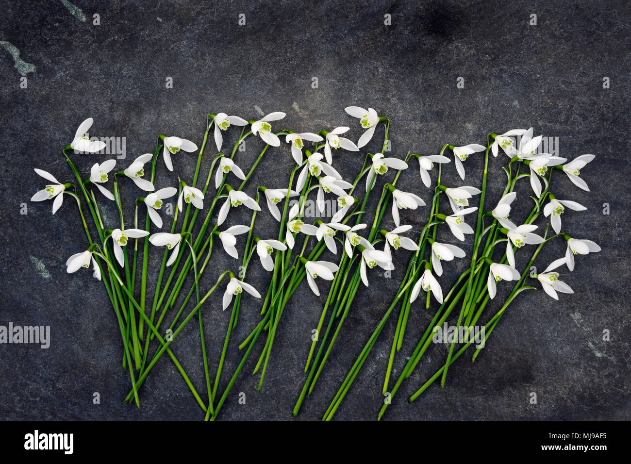 Snowdrops flowers (Galanthus nivalis) picked from garden and scattered on rough slate slab. Stock Photo