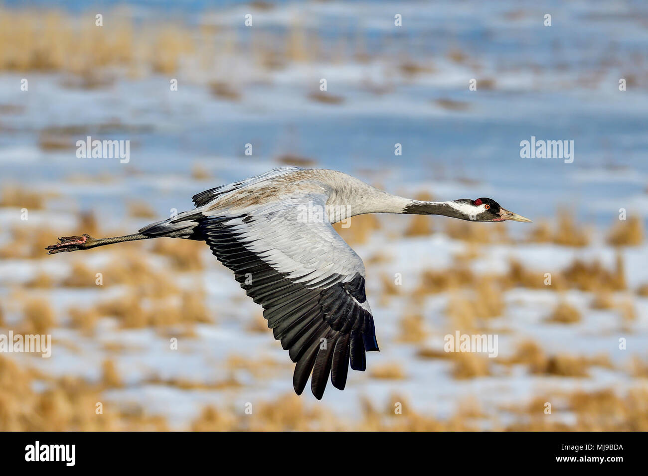 Eurasian crane in very close proximity. Stock Photo