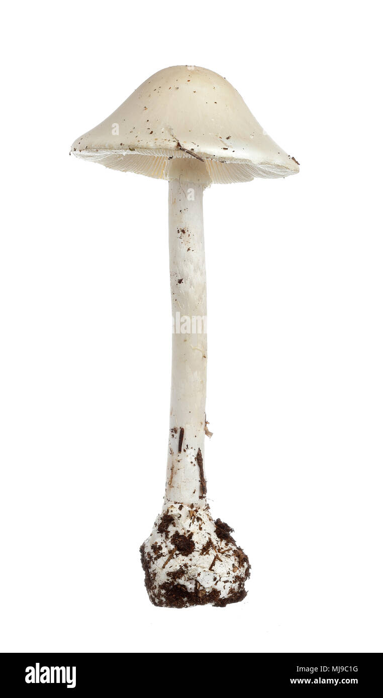 destroying angel mushroom images and clipart