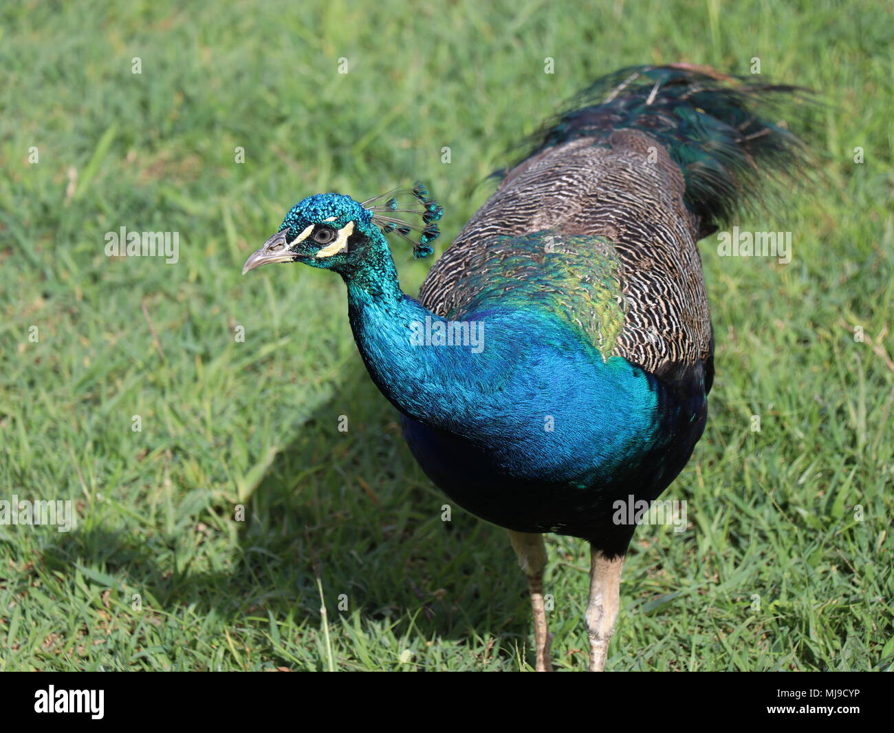 Peacock with his beautiful colors. Stock Photo