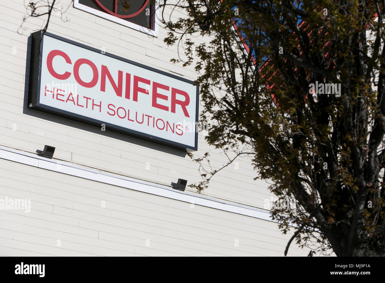 Conifer Stock Photos & Conifer Stock Images Alamy