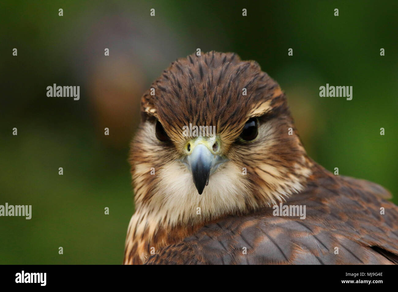 Merlin (Falco columbarius aesalon) close up in the uk Stock Photo