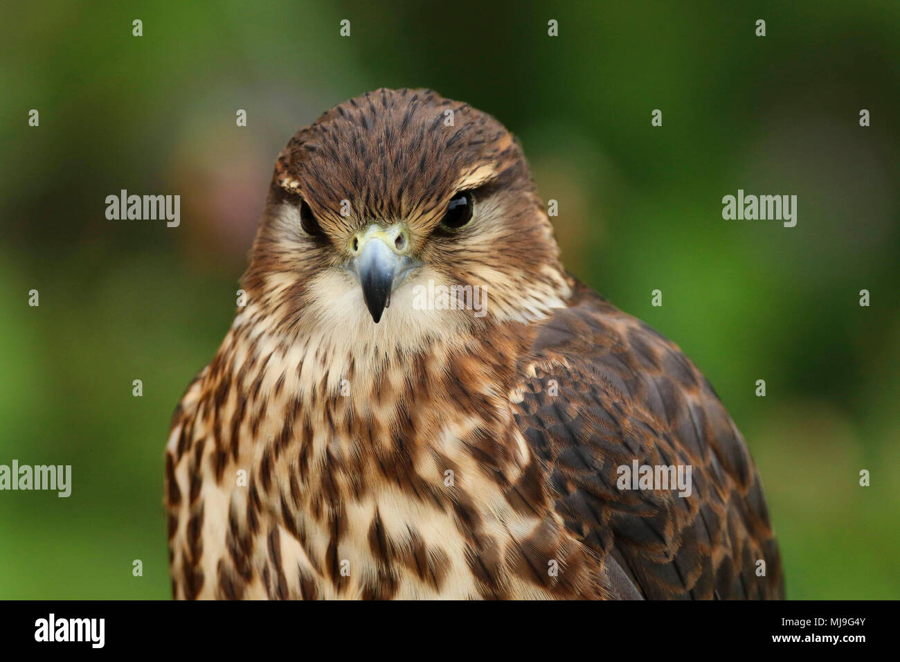 Merlin (Falco columbarius aesalon) close up in the uk Stock Photo