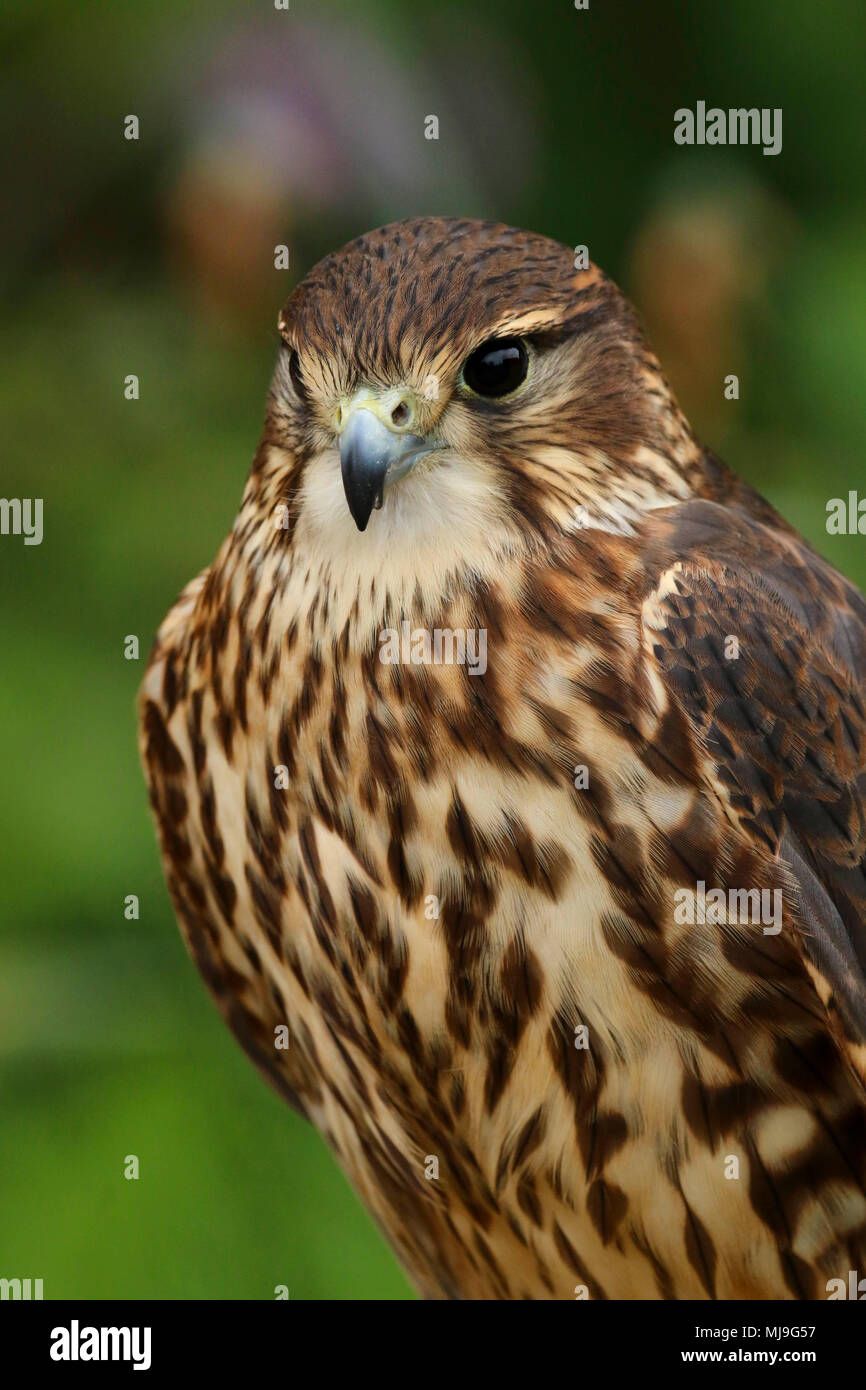 Merlin (Falco columbarius aesalon) close up in the uk Stock Photo