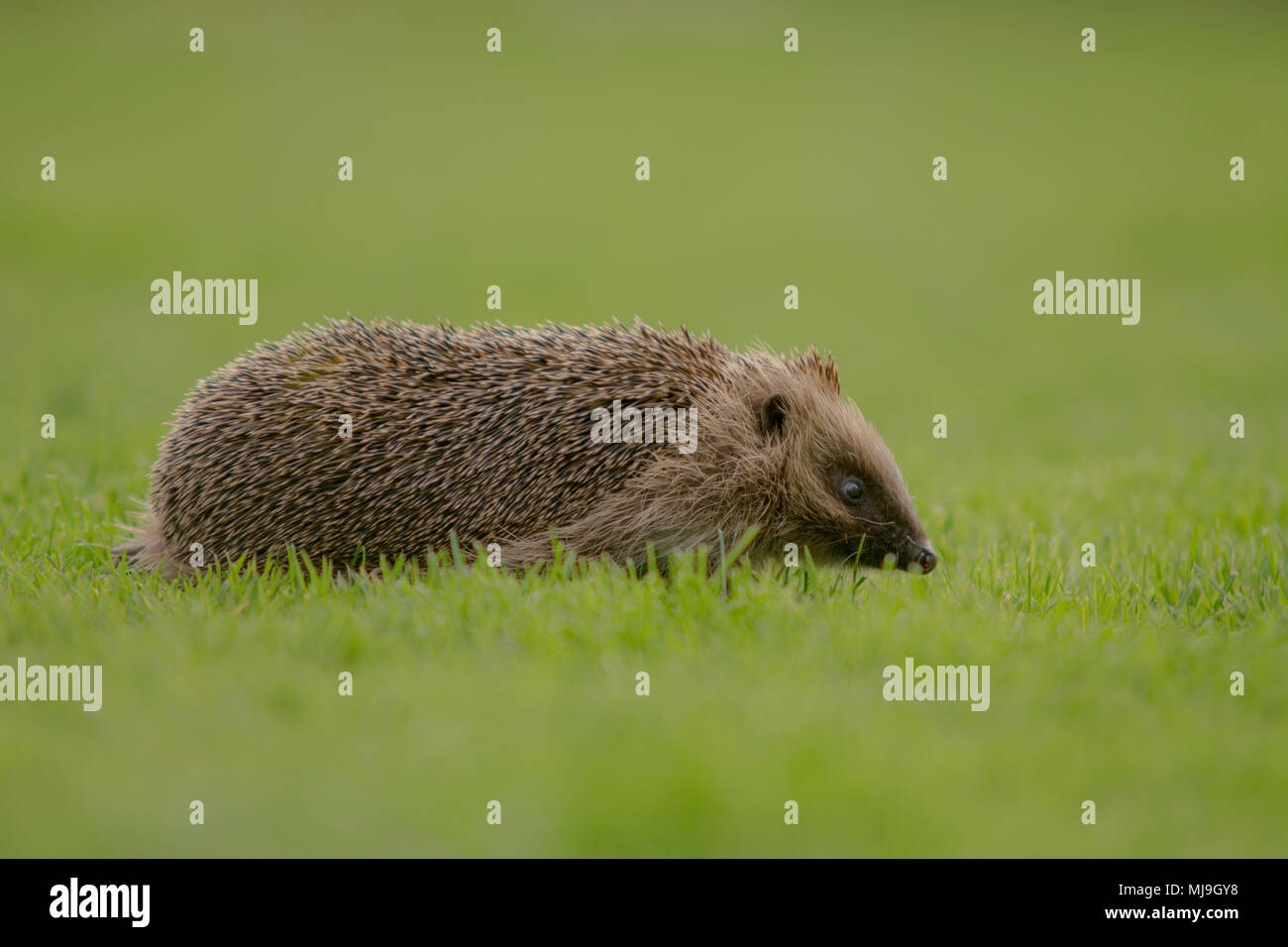 Young hedgehog walking accross the lawn Stock Photo