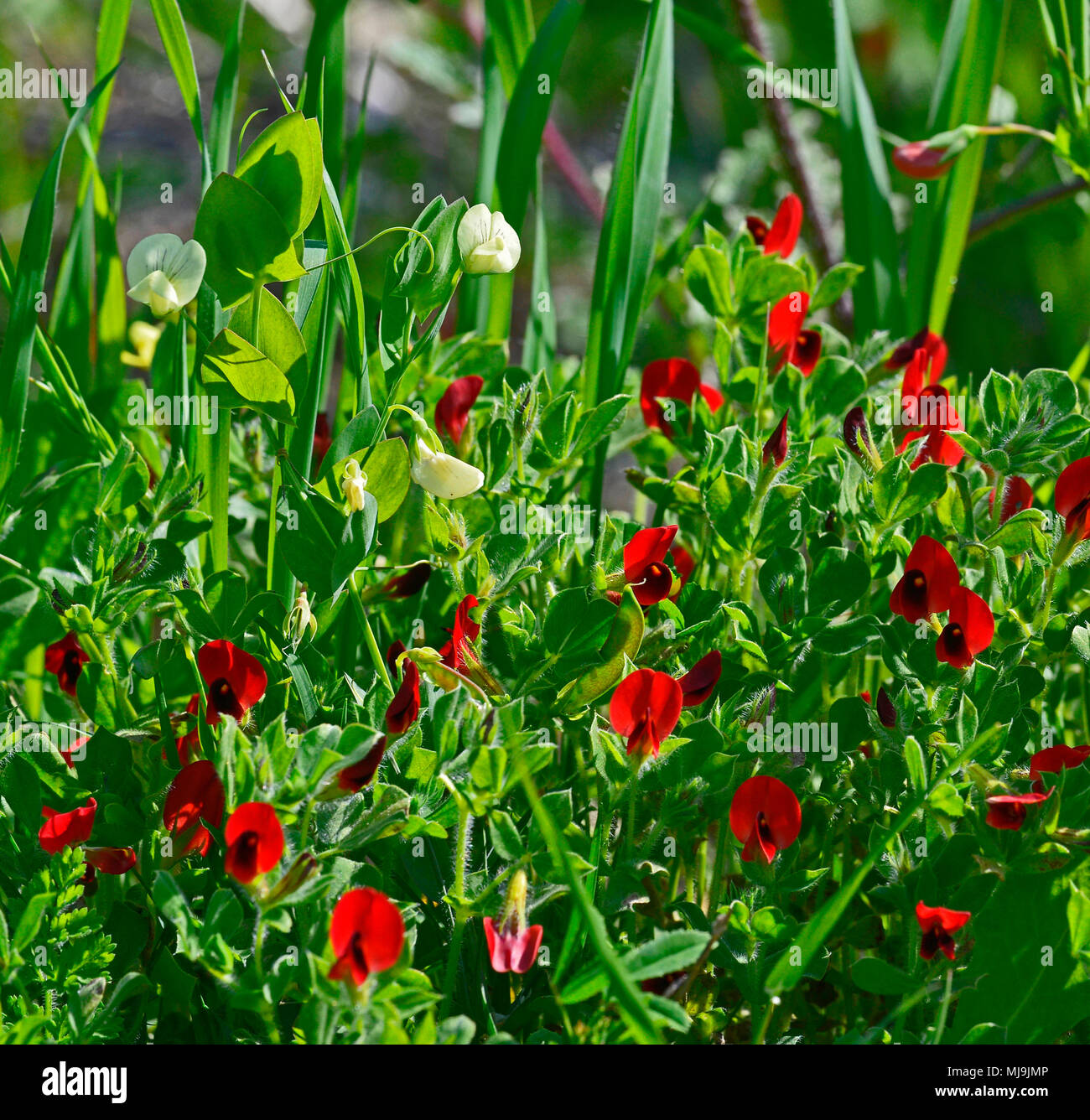 Tetragonolobus purpureus Winged Pea  growing wild in the Cyprus countryside Stock Photo