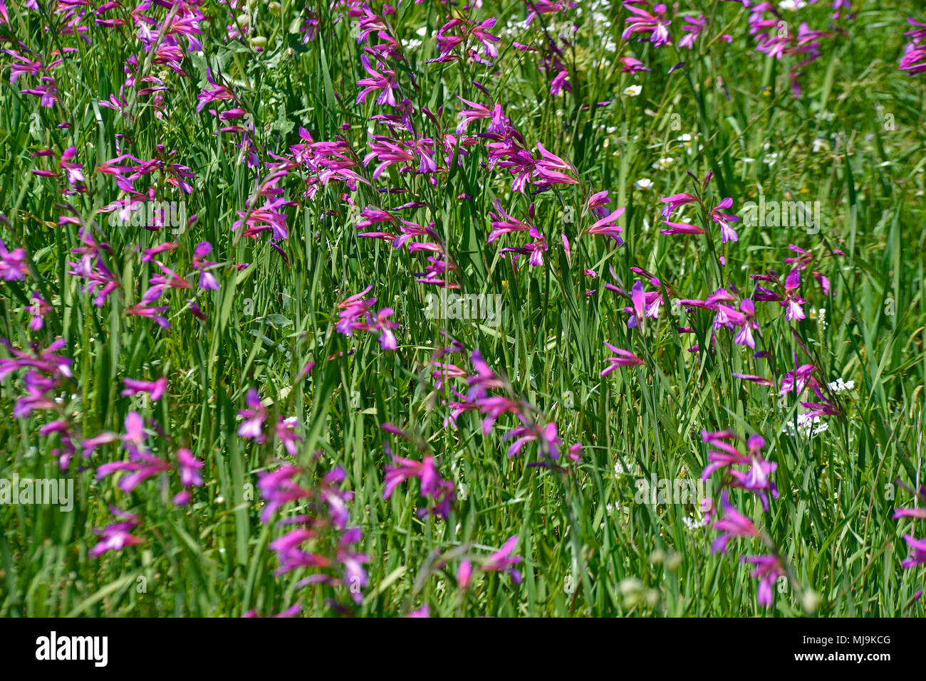 A field in the Cyprus countryside with Gladiolus italicus growing wild Stock Photo