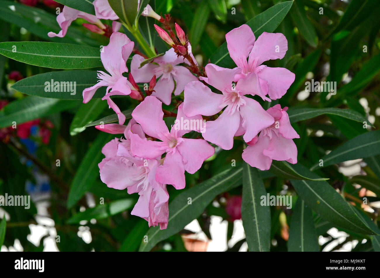 oleander nerium stock photos