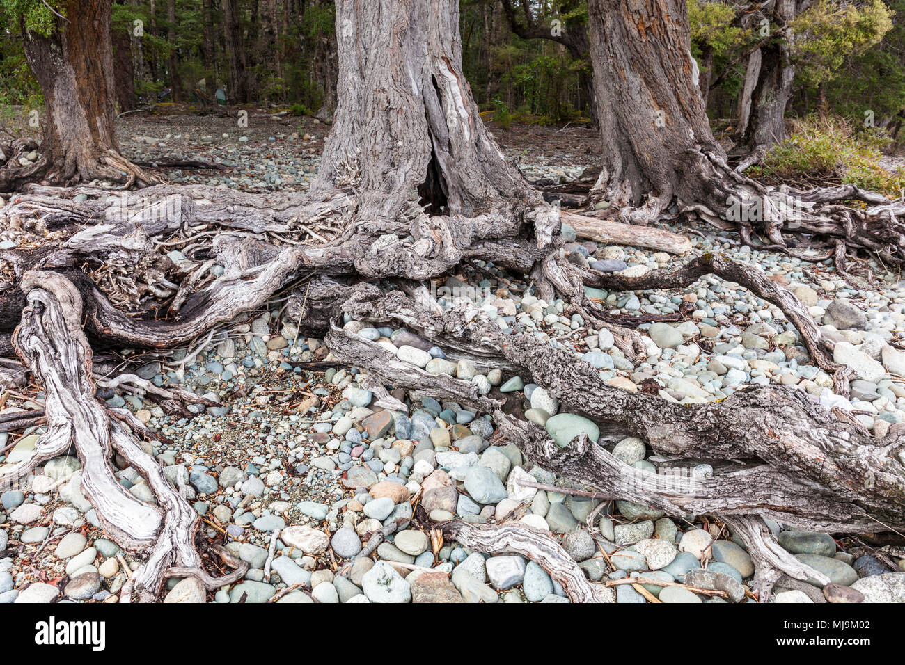 exposed tree roots at a lakeside campsite lake te anau  New Zealand  South Island nz Stock Photo