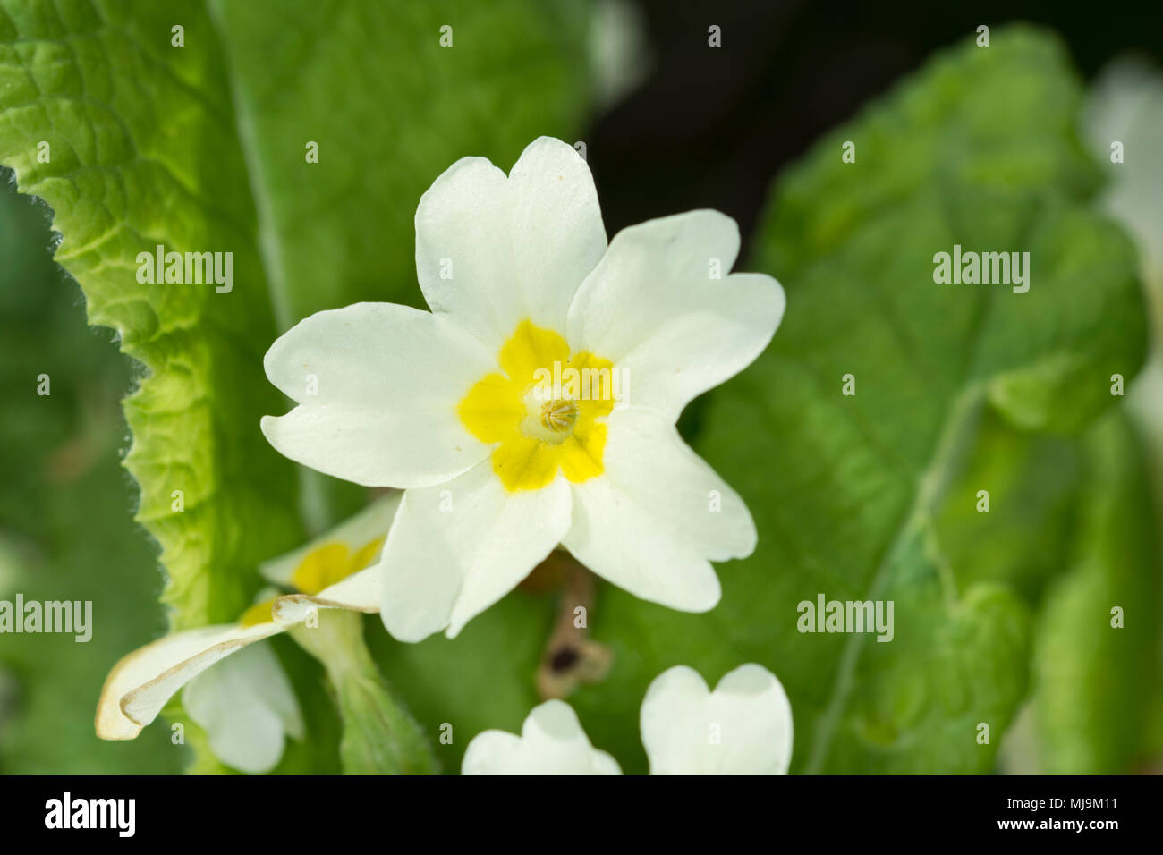 Primrose - Primula vulgaris, Stoke Wood, Bicester, Oxfordshire Stock Photo