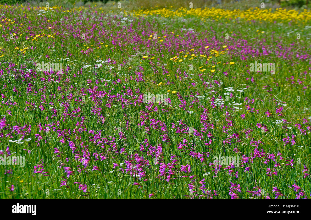 A field in the Cyprus countryside with Gladiolus italicus Tordylium and chrysanthemum coronarium growing wild Stock Photo