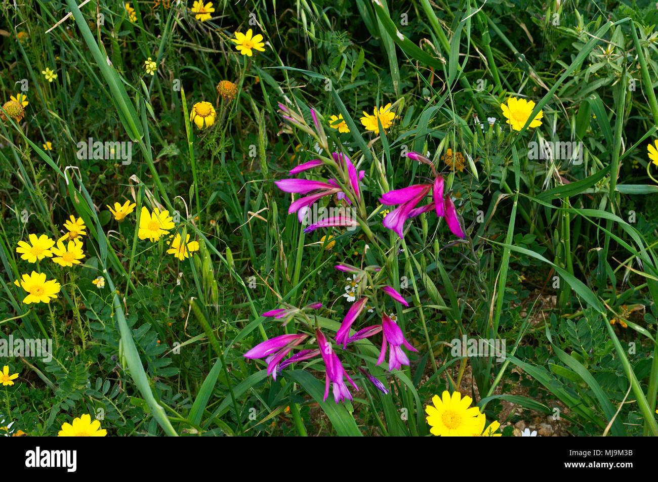 A field in the Cyprus countryside with Gladiolus italicus and chrysanthemum coronarium growing wild Stock Photo