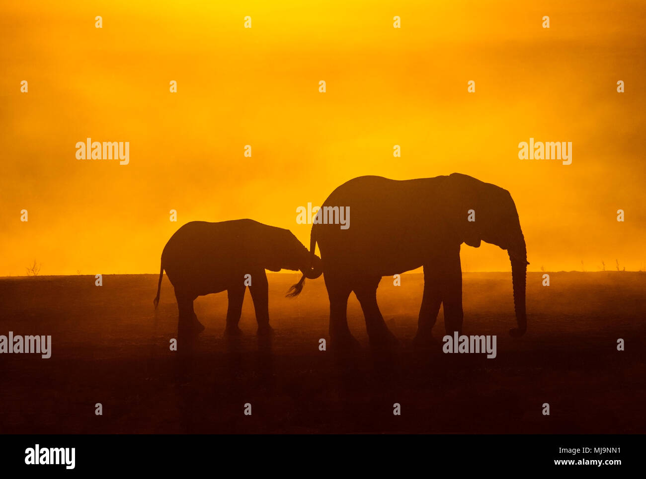 African Elephants silhouetted against the sunset Stock Photo - Alamy