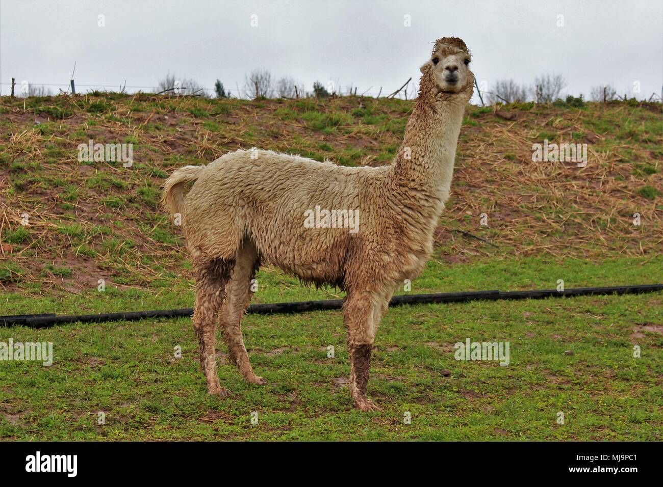 A female Alpaca in a field on an Alpaca farm in the UK Stock Photo Alamy